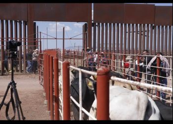 Sonora y el Gobierno Federal refuerzan vigilancia contra el gusano barrenador tras reapertura de la frontera agrícola