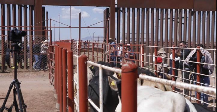 Sonora y el Gobierno Federal refuerzan vigilancia contra el gusano barrenador tras reapertura de la frontera agrícola