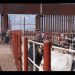 Sonora y el Gobierno Federal refuerzan vigilancia contra el gusano barrenador tras reapertura de la frontera agrícola