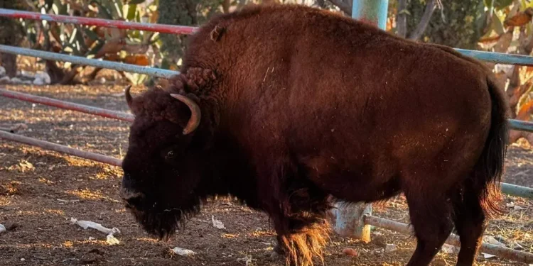 Poseidón, el gran bisonte que destaca en la Granja del Carmen en Parral