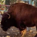 Poseidón, el gran bisonte que destaca en la Granja del Carmen en Parral
