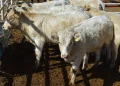 Confirman primer caso de gusano barrenador en la Sierra Tarahumara, en Chínipas, cerca de Sonora