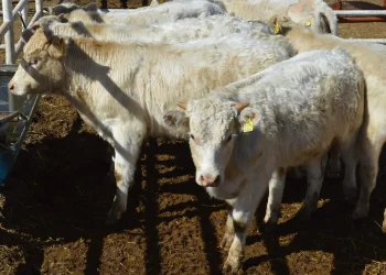 Confirman primer caso de gusano barrenador en la Sierra Tarahumara, en Chínipas, cerca de Sonora
