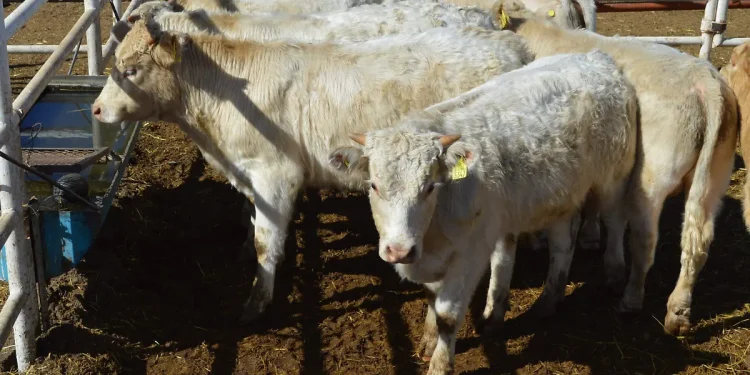 Confirman primer caso de gusano barrenador en la Sierra Tarahumara, en Chínipas, cerca de Sonora