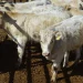 Confirman primer caso de gusano barrenador en la Sierra Tarahumara, en Chínipas, cerca de Sonora
