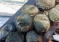 El marisco que desapareció por una combinación de sobrepesca, enfermedades y cambio climático