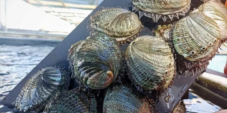 El marisco que desapareció por una combinación de sobrepesca, enfermedades y cambio climático