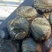El marisco que desapareció por una combinación de sobrepesca, enfermedades y cambio climático