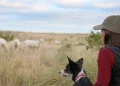 Autorizan en EU aplicar medicamento contra el gusano barrenador en mascotas