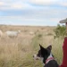 Autorizan en EU aplicar medicamento contra el gusano barrenador en mascotas