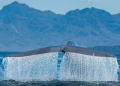 Advierten riesgo de especies invasoras para el Golfo de California por Saguaro LNG y Amigo GNL