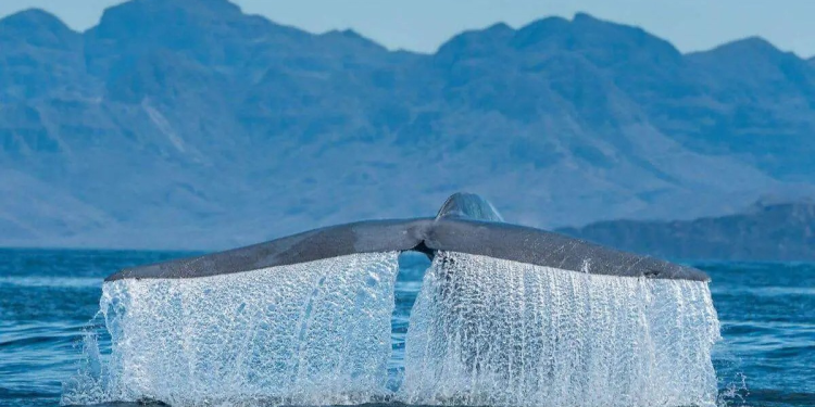 Advierten riesgo de especies invasoras para el Golfo de California por Saguaro LNG y Amigo GNL