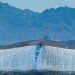 Advierten riesgo de especies invasoras para el Golfo de California por Saguaro LNG y Amigo GNL