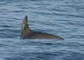 Urgen panel de T-MEC contra México por vaquita marina