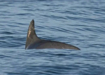 Urgen panel de T-MEC contra México por vaquita marina