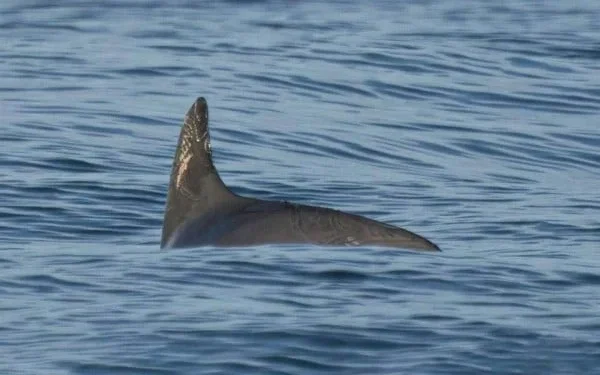 Urgen panel de T-MEC contra México por vaquita marina