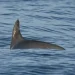 Urgen panel de T-MEC contra México por vaquita marina