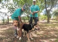 Frena gusano barrenador adopción de mascotas en Texas