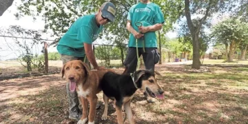Frena gusano barrenador adopción de mascotas en Texas