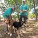 Frena gusano barrenador adopción de mascotas en Texas
