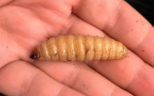 Gusano barrenador alcanza Matachí, Chihuahua y amenaza con extenderse a Sonora