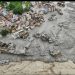 El número de desaparecidos en Nepal y Tíbet tras la fuerte riada supera los 1.300, según dos registros