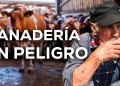 Autoridades ignoran la red criminal del ganado y su vínculo con el gusano barrenador