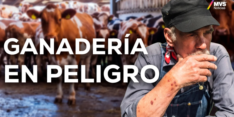 Autoridades ignoran la red criminal del ganado y su vínculo con el gusano barrenador