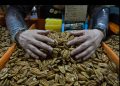 China impone aranceles del 51,6% a las nueces pecanas de México