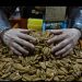 China impone aranceles del 51,6% a las nueces pecanas de México