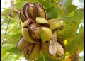Productores de Sonora y Chihuahua, los mayores afectados por el arancel chino a la nuez pecana
