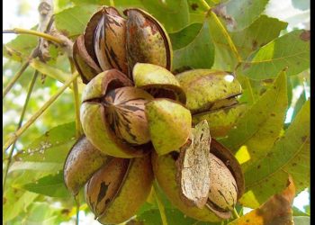 Productores de Sonora y Chihuahua, los mayores afectados por el arancel chino a la nuez pecana