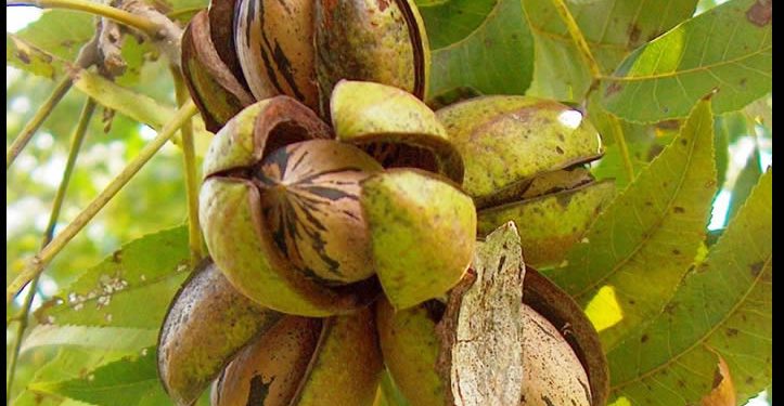 Productores de Sonora y Chihuahua, los mayores afectados por el arancel chino a la nuez pecana