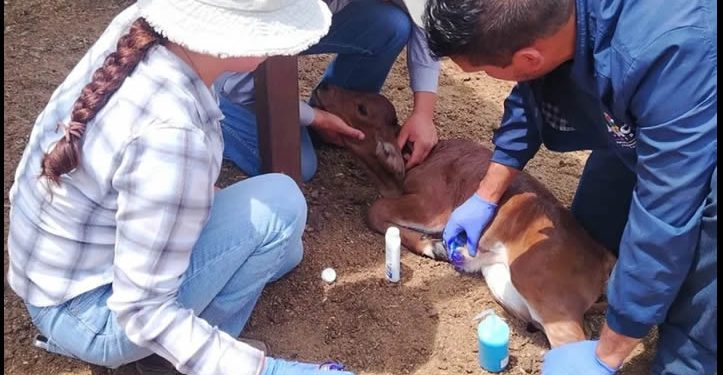 La batalla contra el gusano barrenador comienza desde el nacimiento del ganado.