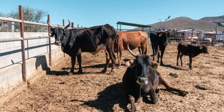 Prohíben ingreso de ganado a BCS tras confirmar caso de gusano barrenador en Sonora
