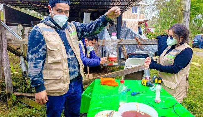 Con apoyo de sembradores, se han instalado más de 600 mil trampas contra el gusano barrenador