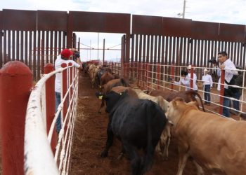 Sonora alista regreso de exportaciones de ganado a EEUU; hasta 10 mil reses están listas en el Valle del Yaqui
