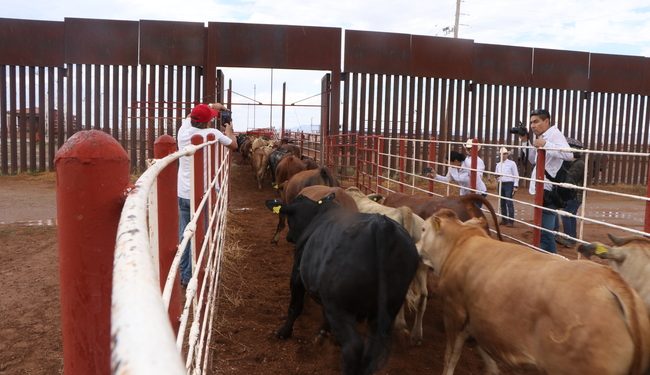 Sonora alista regreso de exportaciones de ganado a EEUU; hasta 10 mil reses están listas en el Valle del Yaqui