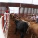 Sonora alista regreso de exportaciones de ganado a EEUU; hasta 10 mil reses están listas en el Valle del Yaqui