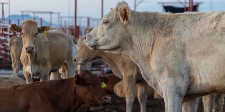 Productores en Sonora, con Esperanza de que Exportación de Ganado se Restablezca