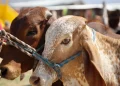 Sonora registra primer caso de gusano barrenador en Álamos a días de reanudar exportación de ganado a EU