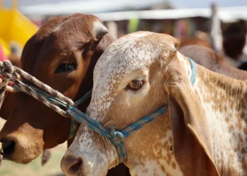 Sonora registra primer caso de gusano barrenador en Álamos a días de reanudar exportación de ganado a EU