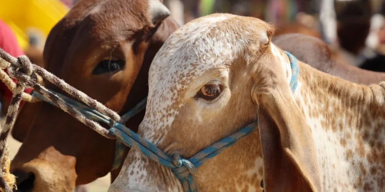 Sonora registra primer caso de gusano barrenador en Álamos a días de reanudar exportación de ganado a EU
