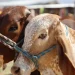 Sonora registra primer caso de gusano barrenador en Álamos a días de reanudar exportación de ganado a EU