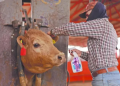 Sonora suma siete casos de gusano barrenador; piden a ganaderos revisar sus animales