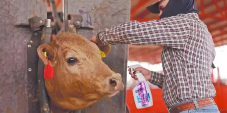Sonora suma siete casos de gusano barrenador; piden a ganaderos revisar sus animales