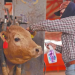 Sonora suma siete casos de gusano barrenador; piden a ganaderos revisar sus animales