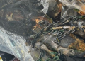 Aseguran Disfraces Elaborados con Partes de Aves en Frontera de Nogales, Sonora