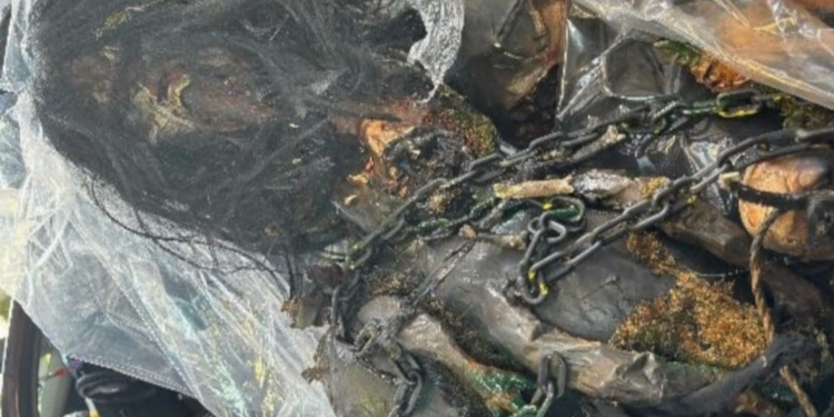 Aseguran Disfraces Elaborados con Partes de Aves en Frontera de Nogales, Sonora