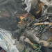 Aseguran Disfraces Elaborados con Partes de Aves en Frontera de Nogales, Sonora